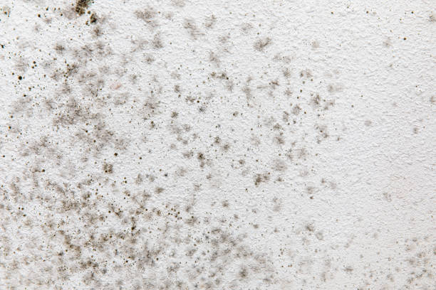 Best Mold Prevention Services  in Fort Meade, FL