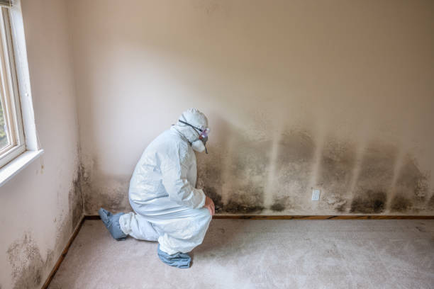 Best Mold Odor Removal Services  in Fort Meade, FL