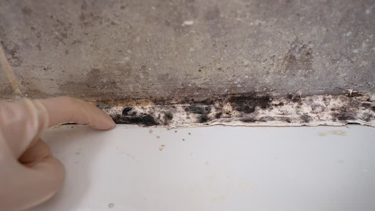 Best Post-Construction Mold Inspection  in Fort Meade, FL